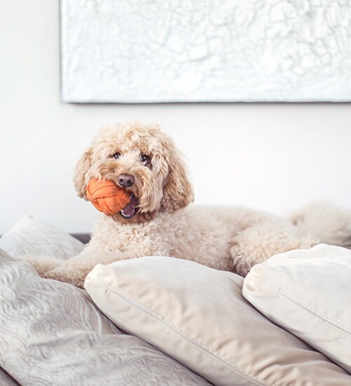 Dogs on a couch